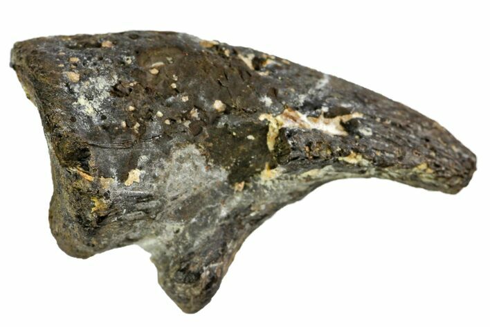 Excellent, Fossil Synapsid (Mycterosaurus?) Claw - Oklahoma #140119